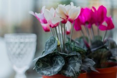 Roma-una terrazza sul blu